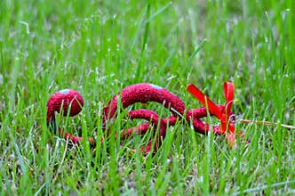 Xmas music notes on a green grass background