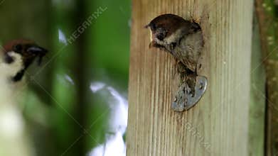 Begging Eurasian tree sparrow in Brummen, Netherlands
