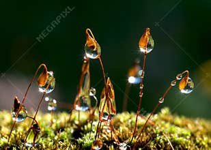 Closeup moss and the sun rays in drops