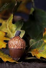 Acorn with Oak Leaves 2