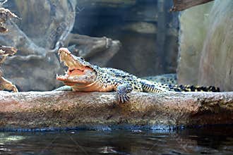 Crocodile