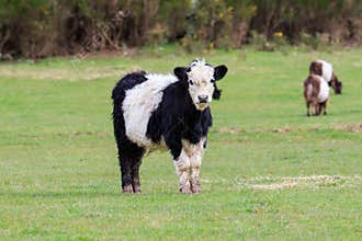 Lovely young livestock cow in animals farm