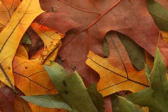 Fall Leaves