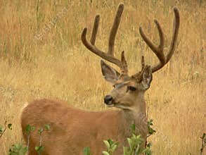 Handsome Deer