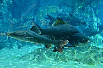 Fish Aquarium, River Safari Singapore