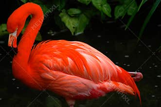 Flamingo