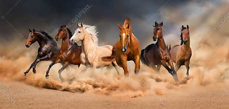 Horse herd