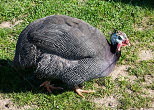 Guinea fowl in the grass
