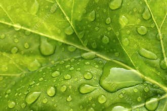 Water drops on leaf