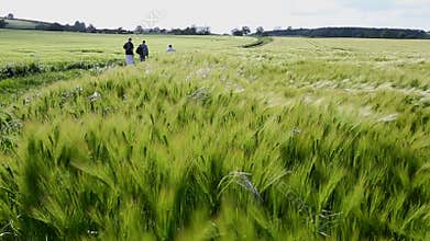 Agriculture - Wind - Crop of Barley