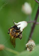 Worker bee
