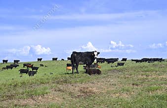 Cow and calf with herd of beef cattle