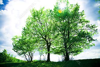 Trees