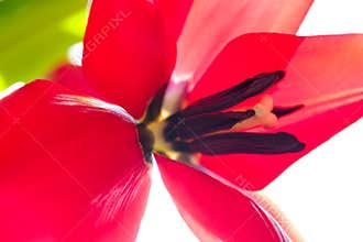 Bright Tulip