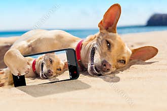 Selfie summer dog