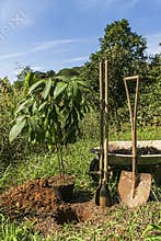 Planting Organic Avocado - Persea americana