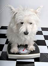 How much do I weigh?