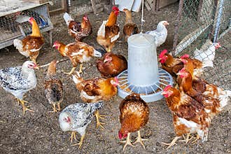 Hen Hens House Animal Feed