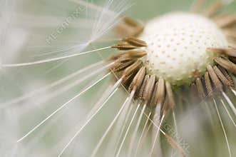 Dandelion macro