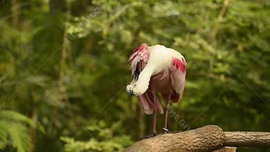 Pink Spoonbill bird (video)