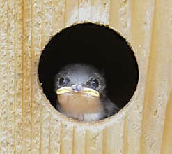Baby Tree Swallow (tachycineta bicolor)