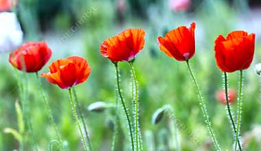 Five flowers Coquelicot tilt in the wind