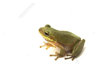Squirrel Tree Frog
