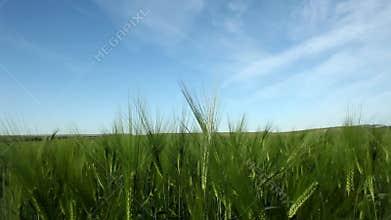 Young Green Wheat Crops Growing in Cultivated