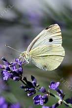 White butterfly