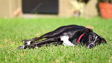 Black dog on the grass