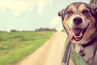 Happy Dog Sticking Head out Car Window