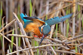 Kingfisher (alcedo atthis) in natural habitat