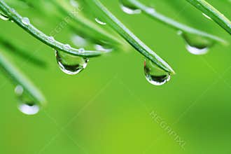 Rain drops on pine needles