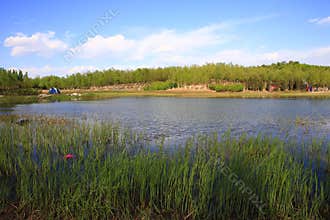 Summer lake