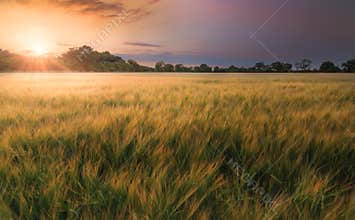 Field Of Barley at Sunset