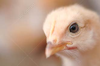 Cute chiken
