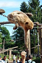 Feeding monkeys at the zoo