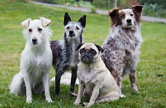 Group of four dogs