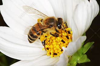 African honey bee on a white flower