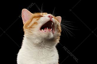 Closeup Meowing Ginger Cat on Black