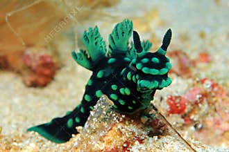 Nembrotha Cristata