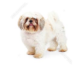 Shih Tzu Breed Adult Dog on White