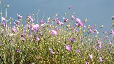 Wild flowers