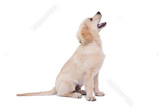 Cute puppy looking upwards