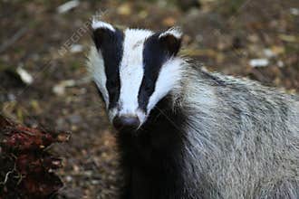 Badger