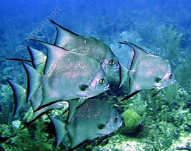 Atlantic Spadefish
