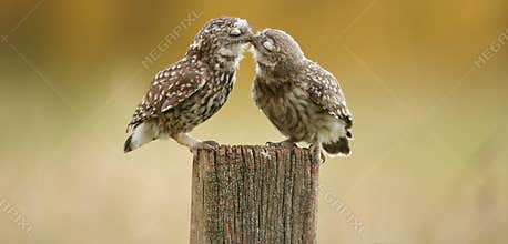 Wild little owls kissing