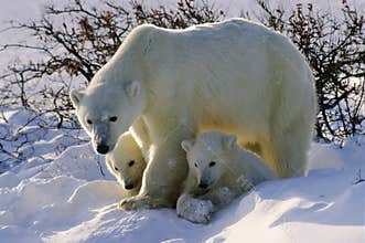 Polar bears