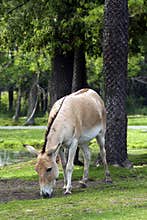 Donkey