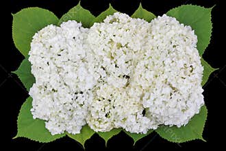 Tragic square buttonhole